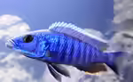 Die Gattung Sciaenochromis - Buntbarsche aus dem Malawisee (Einrichtungsbeispiele mit Sciaenochromis-Arten)