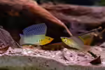 Poecilia velifera im Aquarium halten (Einrichtungsbeispiele mit Segelkärpflingen)