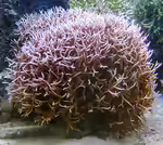 Seriatopora hystrix im Aquarium halten (Einrichtungsbeispiele für Christusdorn-Koralle)