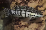 Serranus tigrinus im Aquarium halten (Einrichtungsbeispiele für Harlekin-Sägebarsch)