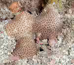 Siderastrea radians im Aquarium halten (Einrichtungsbeispiele für Massive Sternchenkoralle)