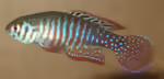 Simpsonichthys santanae im Aquarium halten (Einrichtungsbeispiele mit Simpsonichthys santanae)