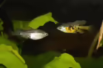 Skiffia multipunctata: Vielpunkt-Hochlandkärpfling im Aquarium halten (Einrichtungsbeispiele mit Skiffia multipunctata)