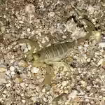 Smeringurus mesaensis im Terrarium halten (Einrichtungsbeispiele mit Dünenskorpion)