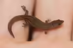 Sphaerodactylus ariasae im Terrarium halten (Einrichtungsbeispiele mit Kugelfingergecko)