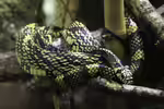 Spilotes pullatus im Terrarium halten (Einrichtungsbeispiele mit Hühnerfresser)