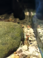 Stenomelania torulosa im Aquarium halten (Einrichtungsbeispiele mit Nadelschnecken)