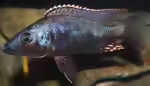 Stigmatochromis: Räuberische Malawi-Cichliden mit Charakter (Einrichtungsbeispiele mit Stigmatochromis-Arten)