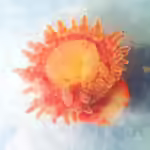 Stomphia coccinea im Aquarium halten (Einrichtungsbeispiele für Scharlachanemone)