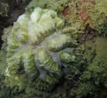 Symphyllia radians im Aquarium halten (Einrichtungsbeispiele für Wulstkoralle)