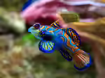 Synchiropus splendidus im Aquarium halten (Einrichtungsbeispiele mit Mandarinfisch)