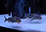 Synodontis: Fiederbartwelse für besondere Aquarien (Einrichtungsbeispiele mit Synodontis-Arten)
