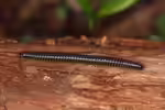 Tachypodoiulus niger im Garten (Einrichtungsbeispiele mit Schwarzer Schnurfüßer)