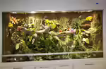 Ein Terrarium einrichten (Einrichtungsbeispiele für Terrarien)