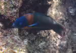Thalassoma duperrey im Aquarium halten (Einrichtungsbeispiele für Duperreys Junker)