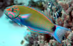 Thalassoma lunare im Aquarium halten (Einrichtungsbeispiele für Mondsichel-Lippfisch)