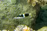 Thalassoma nigrofasciatum im Aquarium halten (Einrichtungsbeispiele für Schwarzstreifen Lippfisch)