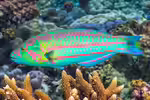 Thalassoma purpureum im Aquarium halten (Einrichtungsbeispiele für Brandungs-Junker)