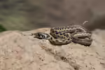 Thamnophis cyrtopsis im Terrarium halten (Einrichtungsbeispiele mit Gefleckte Strumpfbandnatter)