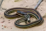 Thamnophis proximus im Terrarium halten (Einrichtungsbeispiele mit Westliche Bändernatter)