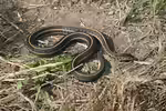 Thamnophis radix im Terrarium halten (Einrichtungsbeispiele mit Prärie-Strumpfbandnatter)