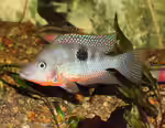 Thorichthys meeki im Aquarium halten (Einrichtungsbeispiele mit Feuermaulbuntbarsch)