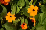 Thunbergia alata im Garten pflanzen (Einrichtungsbeispiele mit Schwarzäugige Susanne)