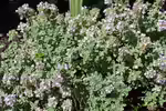 Thymus x citriodorus im Garten pflanzen (Einrichtungsbeispiele mit Zitronen-Thymian)