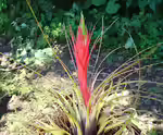 Tillandsia punctulata im Terrarium (Einrichtungsbeispiele mit Gefleckte Tillandsien)