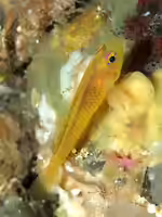 Trimma kudoi im Aquarium halten (Einrichtungsbeispiele für Trimma kudoi)