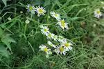 Tripleurospermum inodorum im Garten pflanzen (Einrichtungsbeispiele mit Geruchlose Kamille)