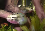Aquarien mit Laetacara dorsigera (Einrichtungsbeispiele für Rotbrust-Tüpfelbuntbarsche)