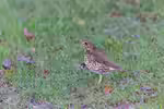Turdus philomelos im Garten (Einrichtungsbeispiele mit Singdrossel)