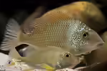 Tylochromis: Seltene afrikanische Großcichliden für erfahrene Aquarianer (Einrichtungsbeispiele mit Tylochromis-Arten)