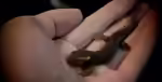 Tylototriton verrucosus im Terrarium halten (Einrichtungsbeispiele mit Geknöpfter Birma-Krokodilmolch)