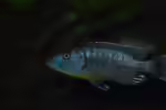 Tyrannochromis polyodon im Aquarium halten (Einrichtungsbeispiele mit Tyrannochromis polyodon)