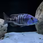 Tyrannochromis: Räuberische Malawi-Cichliden für erfahrene Aquarianer (Einrichtungsbeispiele mit Tyrannochromis-Arten)