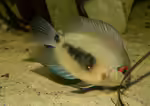 Uaru amphiacanthoides im Aquarium halten (Einrichtungsbeispiele mit Keilfleckbuntbarsch)