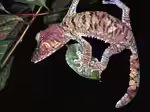 Uroplatus fimbriatus im Terrarium halten (Einrichtungsbeispiele mit Madagaskar-Blattschwanzgecko)