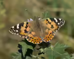 Vanessa cardui im Garten (Einrichtungsbeispiele mit Distelfalter)