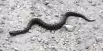 Vipera aspis im Terrarium halten (Einrichtungsbeispiele mit Aspisviper)