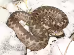 Vipera ursinii im Terrarium halten (Einrichtungsbeispiele mit Wiesenotter)