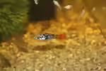 Xiphophorus variatus im Aquarium halten (Einrichtungsbeispiele mit Papageienplaty)