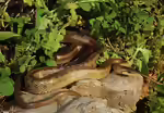 Zamenis lineatus im Terrarium halten (Einrichtungsbeispiele mit Italienische Aeskulapnatter)