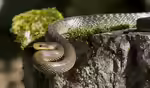 Zamenis longissimus im Terrarium halten (Einrichtungsbeispiele mit Äskulapnatter)