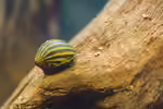 Neritina natalensis: Zebra Rennschnecke im Aquarium (Einrichtungsbeispiele mit Neritina natalensis)