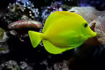Zebrasoma flavescens im Aquarium halten (Einrichtungsbeispiele mit Hawaii Doktorfisch)