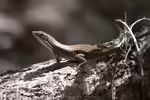 Zonosaurus rufipes im Terrarium halten (Einrichtungsbeispiele mit Rotfuß-Ringelschildechse)