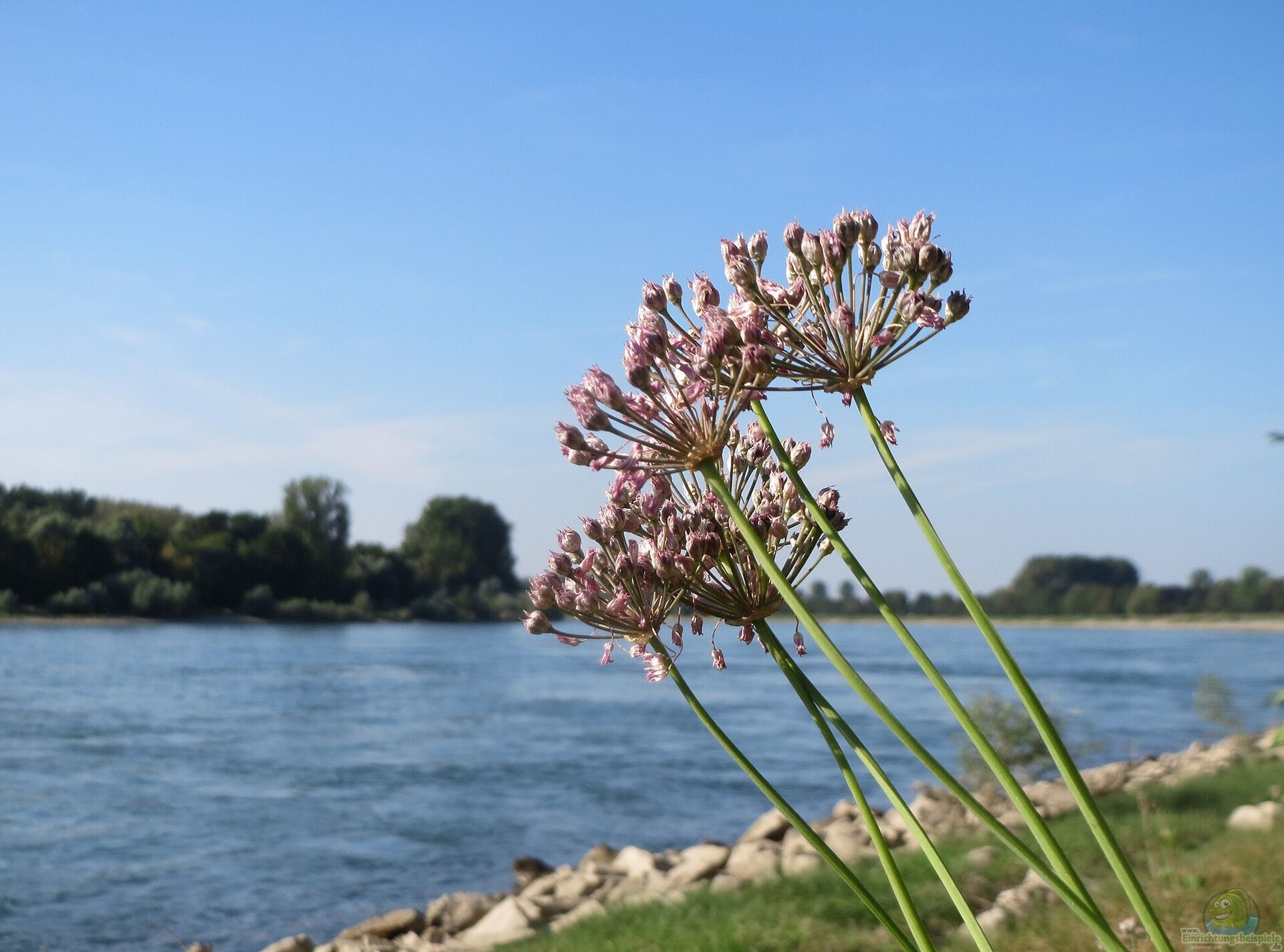 Allium angulosum Kantiger Lauch Alle wichtigen Infos
