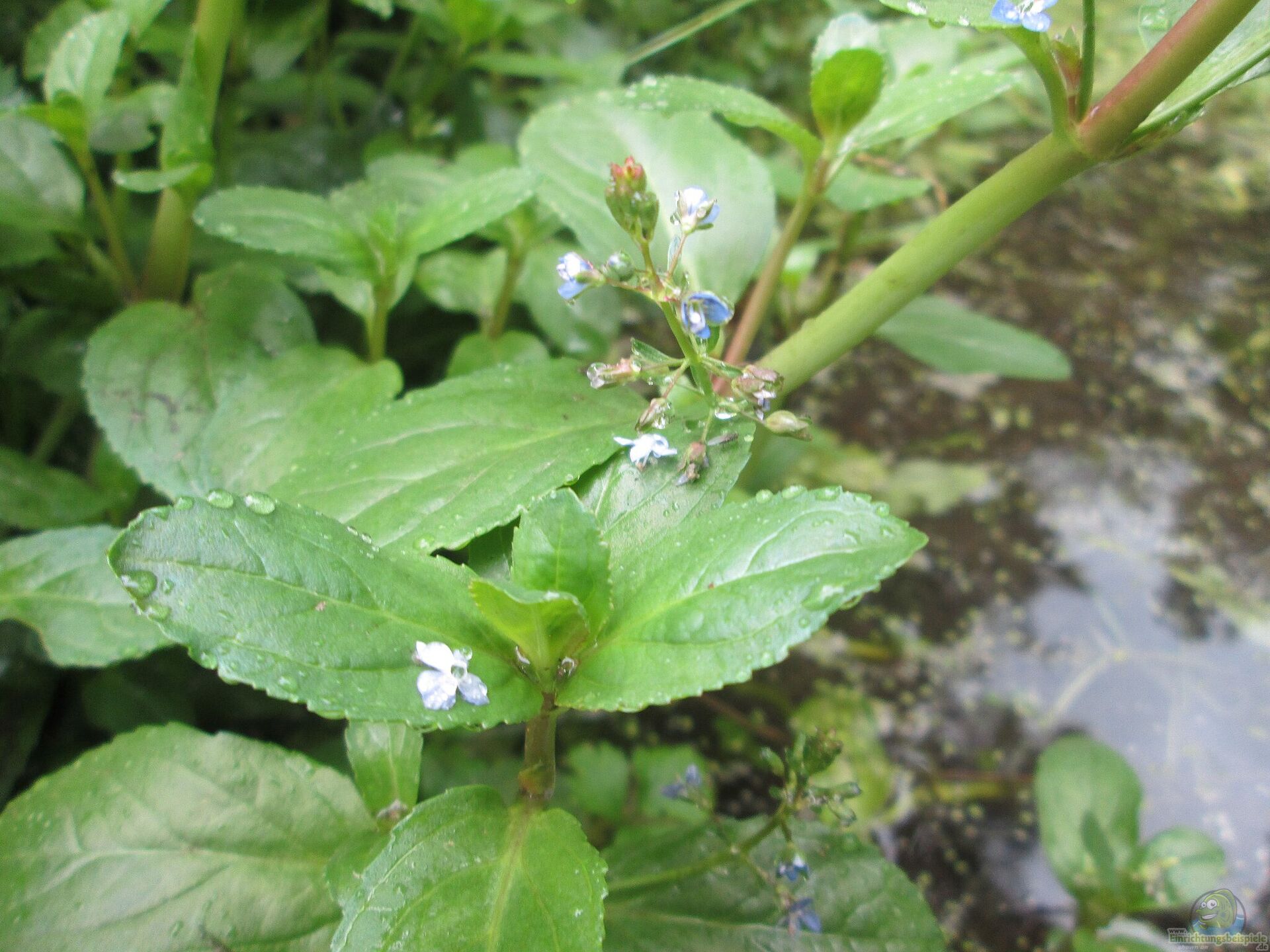 Veronica beccabunga Bachbunge Alle wichtigen Infos